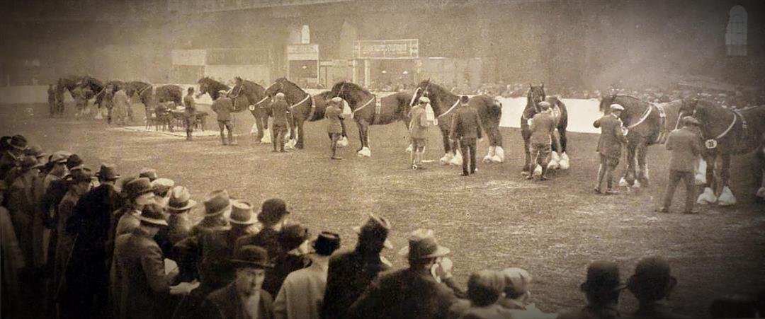 1936 Shire Show - Shire Horse Society
